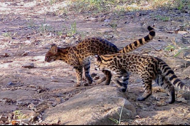 El tirica habita en el Bosque Atlántico. Este ecosistema se encuentra enormemente reducido en Paraguay, Argentina y Brasil. Foto: © alessandrorocha_eco - iNaturalist.