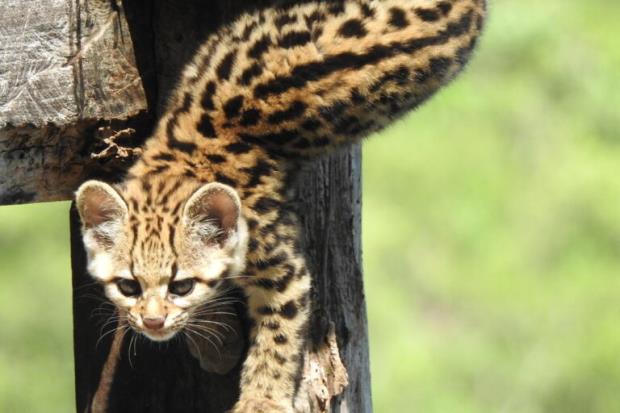 Hasta hace muy poco se creía que el tirica (Leopardus guttulus) era una subespecie del tigrillo (Leopardus tigrinus). Esto muestra lo difícil que es diferenciarlos y lo poco estudiados que están los pequeños félidos en Latinoamérica. Foto: © K. Musálem - iNaturalist.