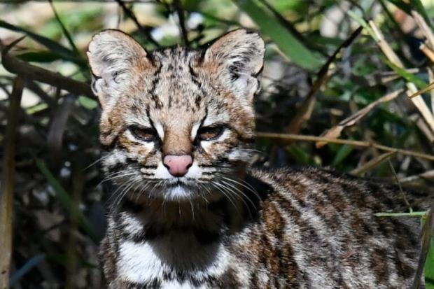 Hasta hace muy poco se creía que el tirica (Leopardus guttulus) era una subespecie del tigrillo (Leopardus tigrinus). Esto muestra lo difícil que es diferenciarlos y lo poco estudiados que están los pequeños félidos en Latinoamérica. Foto: © pimentavix - iNaturalist.